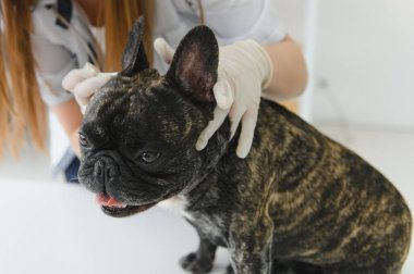 ilaç, hayvan bakımı ve insan konsepti - Fransız bulldog ve veteriner doktor elinin kapanışı veteriner kliniğinde