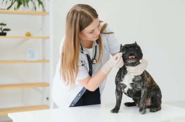 Neşeli, genç bir veteriner güzel bir köpeğe bakıyor ve onu muayene ediyor..