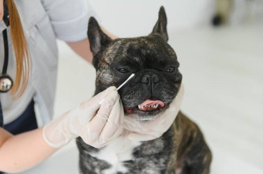Fransız Bulldog veteriner kliniğinde. Veterinerlik hekimliği kavramı