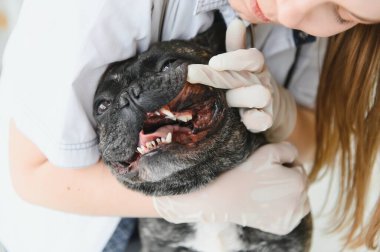 Klinikteki bir veteriner köpeğin dişlerini muayene eder. Fransız bulldog veterinerde.