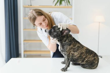 Klinikteki bir veteriner köpeğin dişlerini muayene eder. Fransız bulldog veterinerde.