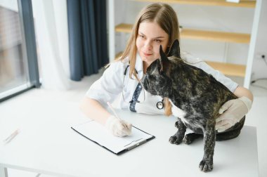 Fransız Bulldog veteriner kliniğinde. Veterinerlik hekimliği kavramı