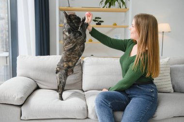 Kadın sahibi evde neşeli bir köpekle oynuyor. Köpek konseptiyle oynamak.