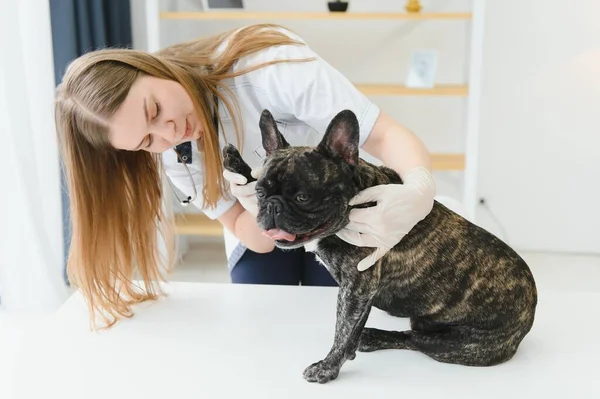 Veterinarian Woman Examines Dog Pet Her Animal Healthcare Hospital Professional — Foto de Stock