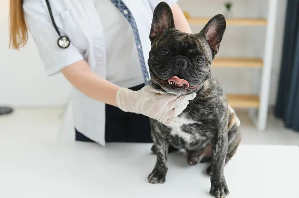 獣医の女性は犬を調べてペットを飼います 専門的なペットの助けを借りて動物病院 — ストック写真