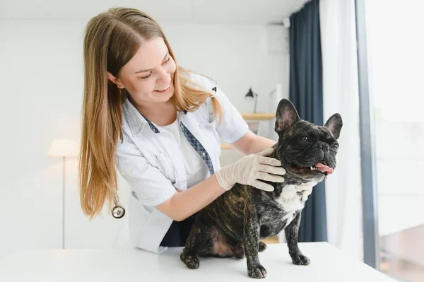 French Bulldog Veterinary Clinic Veterinary Medicine Concept — Stock Photo, Image