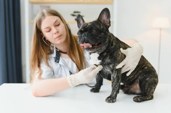 女性の獣医は聴診器でフランスのブルドッグを調べる — ストック写真