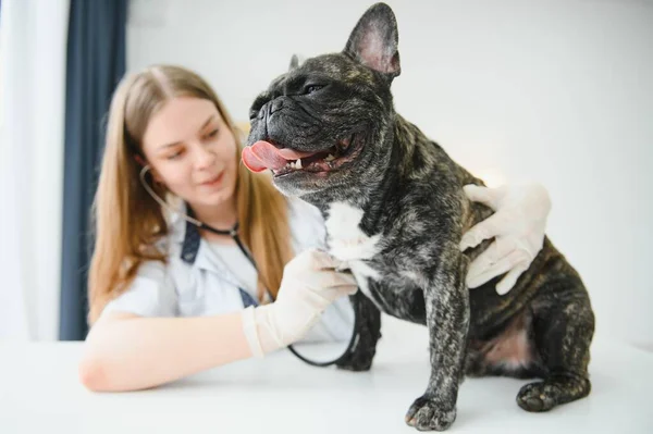彼の診療所でフレンチ ブルドッグ犬を聞くことによって獣医 — ストック写真