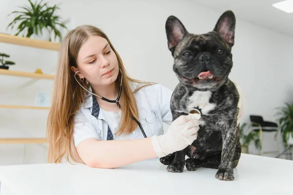 彼の診療所でフレンチ ブルドッグ犬を聞くことによって獣医 — ストック写真