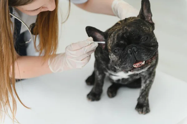 Medicine Pet Care People Concept Close French Bulldog Dog Veterinarian — Stock Photo, Image