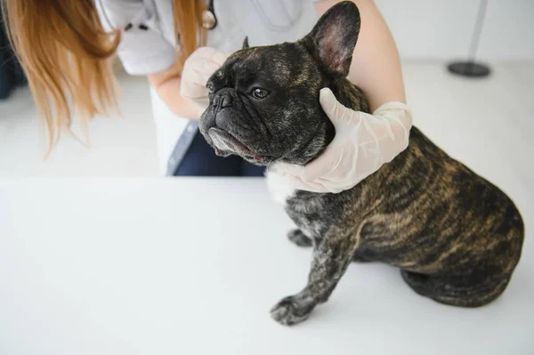French Bulldog in a veterinary clinic. Veterinary medicine concept