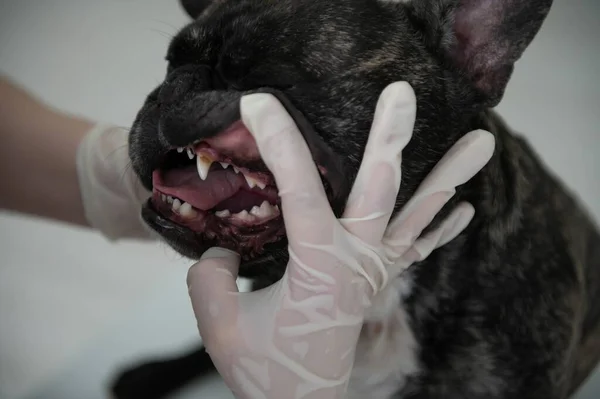 Veterinarian Clinic Examines Dog Teeth French Bulldog Vet — Stock Photo, Image