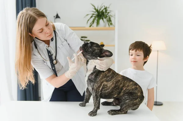 The boy with his dog to the vet. French bulldog in a vet clinic