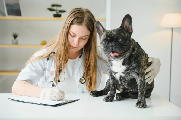 Medicina Pet Care Conceito Pessoas Close Bulldog Francês Médico Veterinário — Fotografia de Stock