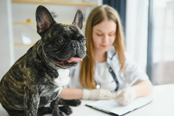 Medicina Pet Care Conceito Pessoas Close Bulldog Francês Médico Veterinário — Fotografia de Stock