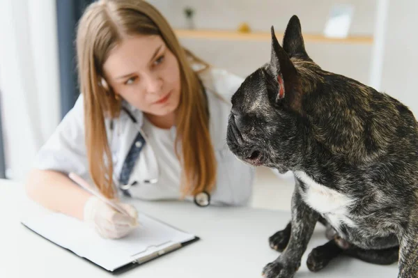 medicine, pet care and people concept - close up of french bulldog dog and veterinarian doctor hand at vet clinic