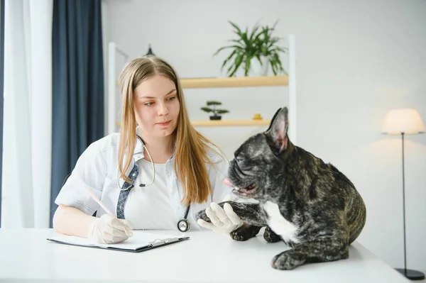 明るい若い獣医が世話をして美しい犬を調べますフランスのブルドッグ — ストック写真