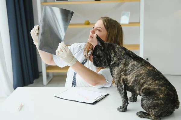 Porträt Einer Französischen Bulldogge Tiermedizinisches Konzept Stammhunde Lustige Tiere Gemischte — Stockfoto