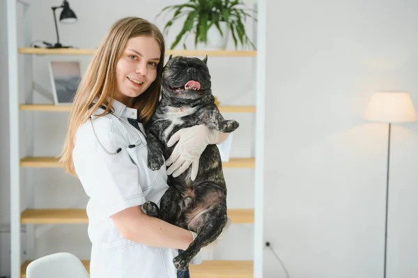 medicine, pet care and people concept - close up of french bulldog dog and veterinarian doctor hand at vet clinic - Image