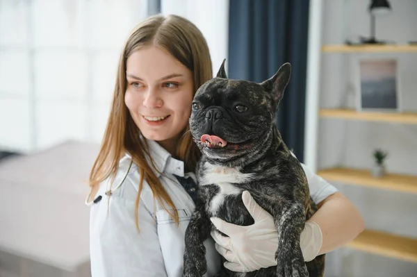 Bulldog Francés Una Clínica Veterinaria Concepto Medicina Veterinaria — Foto de Stock