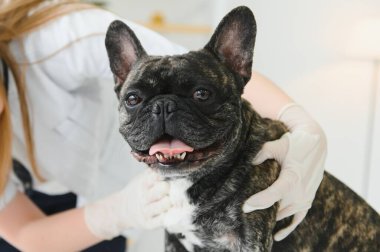 ilaç, hayvan bakımı ve insan konsepti - Fransız bulldog ve veteriner doktor elinin kapanışı veteriner kliniğinde