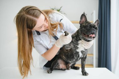 Neşeli, genç bir veteriner güzel bir köpeğe bakıyor ve onu muayene ediyor..
