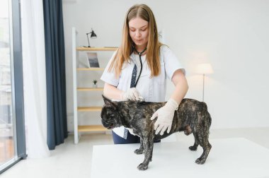 Neşeli, genç bir veteriner güzel bir köpeğe bakıyor ve onu muayene ediyor..