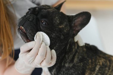 ilaç, hayvan bakımı ve insan konsepti - Fransız bulldog ve veteriner doktor elinin kapanışı veteriner kliniğinde