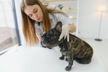 Neşeli, genç bir veteriner güzel bir köpeğe bakıyor ve onu muayene ediyor..