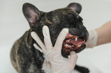 Klinikteki bir veteriner köpeğin dişlerini muayene eder. Fransız bulldog veterinerde.