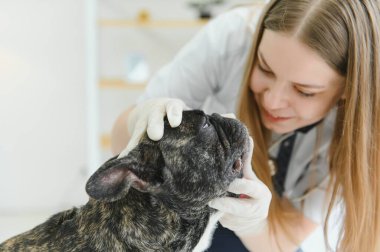 ilaç, hayvan bakımı ve insan konsepti - Fransız bulldog ve veteriner doktor elinin kapanışı veteriner kliniğinde