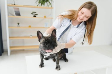 Neşeli, genç bir veteriner güzel bir köpeğe bakıyor ve onu muayene ediyor..