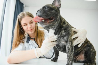 Neşeli, genç bir veteriner güzel bir köpeğe bakıyor ve onu muayene ediyor..