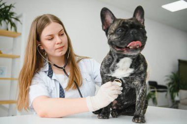 Neşeli, genç bir veteriner güzel bir köpeğe bakıyor ve onu muayene ediyor..