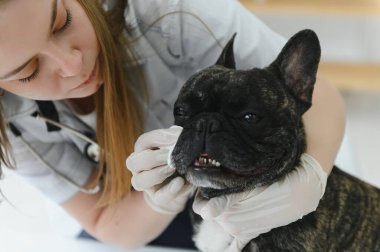 Neşeli, genç bir veteriner güzel bir köpeğe bakıyor ve onu muayene ediyor..