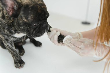 ilaç, hayvan bakımı ve insan konsepti - Fransız bulldog ve veteriner doktor elinin kapanışı veteriner kliniğinde