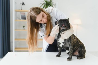 Neşeli, genç bir veteriner güzel bir köpeğe bakıyor ve onu muayene ediyor..