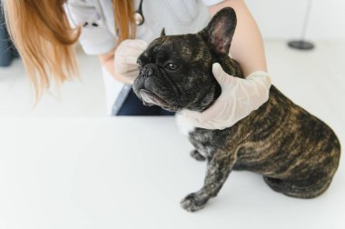 Klinikteki bir veteriner köpeğin dişlerini muayene eder. Fransız bulldog veterinerde.