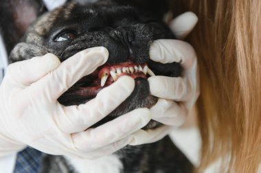 Klinikteki bir veteriner köpeğin dişlerini muayene eder. Fransız bulldog veterinerde.