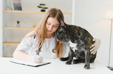 Ambulansta Fransız bulldog 'u olan veteriner doktor.