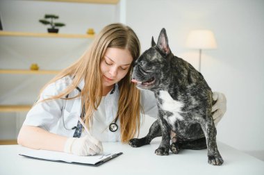 Neşeli, genç bir veteriner güzel bir köpeğe bakıyor ve onu muayene ediyor..