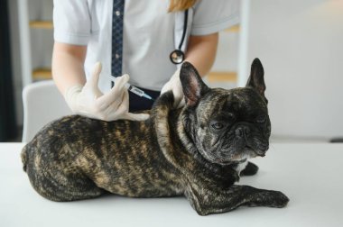 Hafif klinik veteriner Çin köpeği.