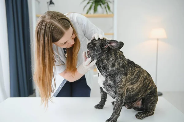 Veteriner kliniğinde korkmuş bir buldog..