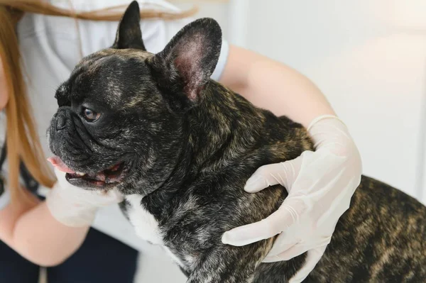 Fransız Bulldog veteriner kliniğinde. Veterinerlik hekimliği kavramı