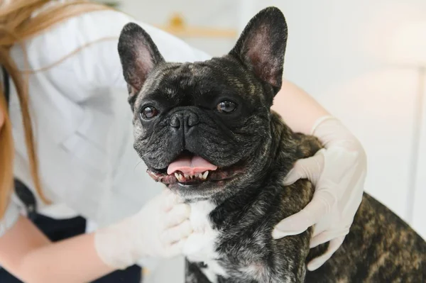 ilaç, hayvan bakımı ve insan konsepti - Fransız bulldog ve veteriner doktor elinin kapanışı veteriner kliniğinde