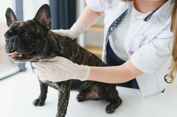 Geneeskunde Dierenverzorging Mensen Concept Close Van Franse Bulldog Hond Dierenarts — Stockfoto