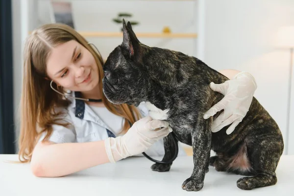 動物病院のフランスのブルドッグ 獣医学の概念 — ストック写真