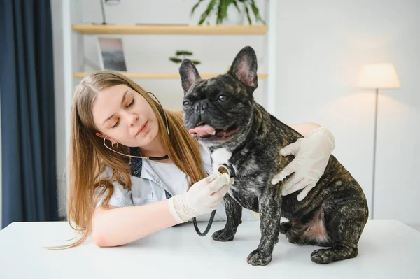 Medicine Pet Care People Concept Close French Bulldog Dog Veterinarian — Stock Photo, Image