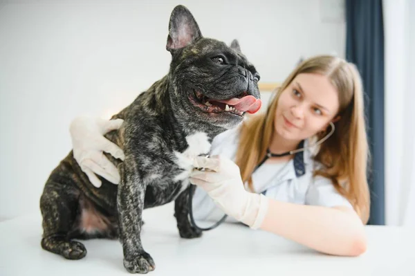 Female Vet Examining French Bulldog With Stethoscope