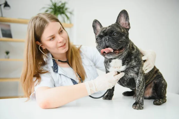 French Bulldog in a veterinary clinic. Veterinary medicine concept